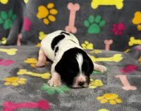 Finley Boy 2, a male English Springer Spaniel for sale in Bristol, SD – 5 of 9