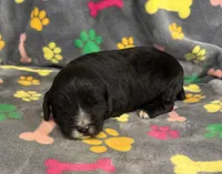 Taverna Boy 2, a male Springer Doodle for sale in Bristol, SD – Photo 5 of 7