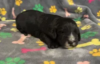 Taverna Boy 2, a male Springer Doodle for sale in Bristol, SD – Photo 1 of 7