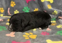 Taverna Boy 2, a male Springer Doodle for sale in Bristol, SD – Photo 6 of 7