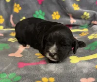 Taverna Boy 2, a male Springer Doodle for sale in Bristol, SD – Photo 4 of 7