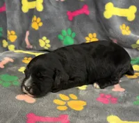 Taverna Boy 2, a male Springer Doodle for sale in Bristol, SD – Photo 2 of 7