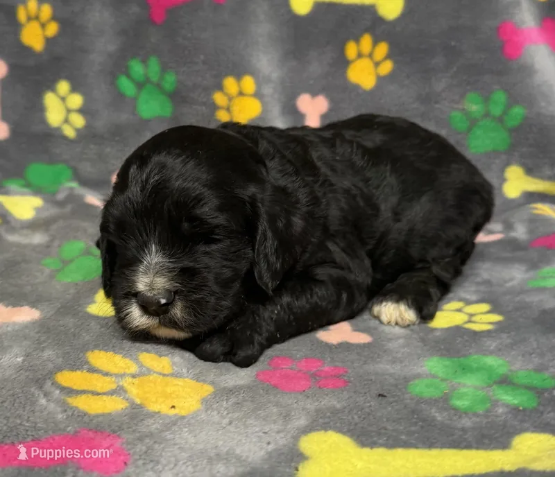 Taverna Boy 2 – Springer Doodle puppy for sale in Bristol, SD