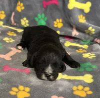 Taverna Boy 2, a male Springer Doodle for sale in Bristol, SD – Photo 3 of 7