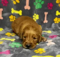 Willow Girl 1, a female Golden Retriever for sale in Bristol, SD – 5 of 5