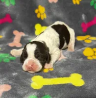 Rylee Boy 1, a male English Springer Spaniel for sale in Bristol, SD – 5 of 7