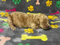 Kady Girl 2, a female Goldendoodle for sale in Bristol, SD – 4 of 6