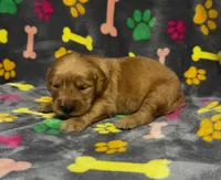 Willow Girl 2, a female Golden Retriever for sale in Bristol, SD – 4 of 5