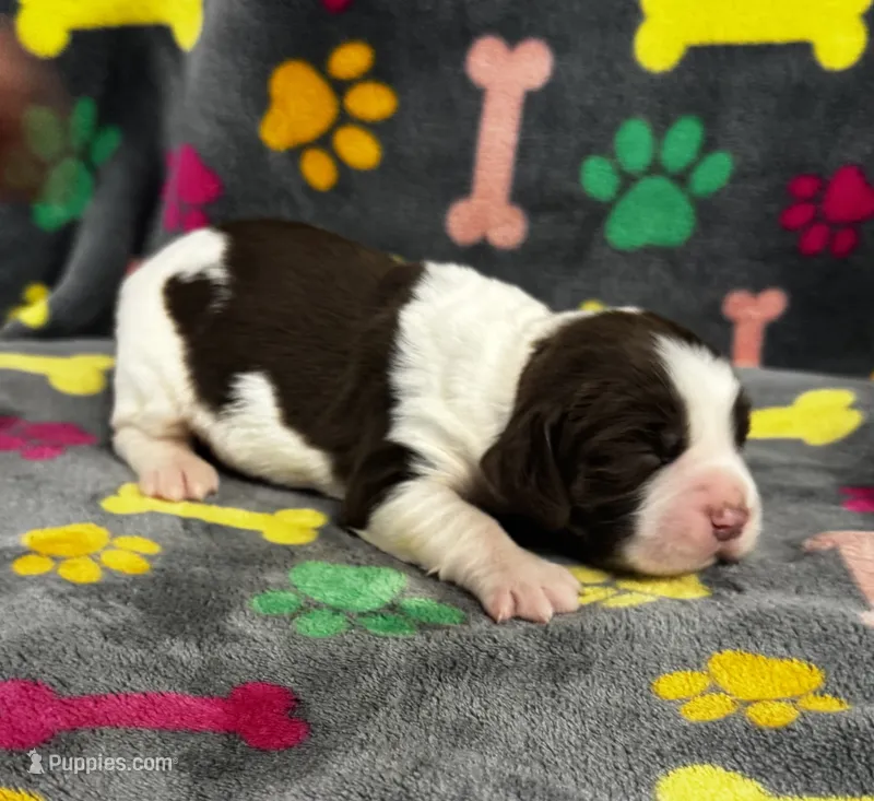 Finley Girl 2 – English Springer Spaniel puppy for sale in Bristol, SD