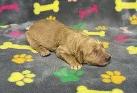 Dixie Girl 2, a female Goldendoodle for sale in Bristol, SD – Photo 4 of 4