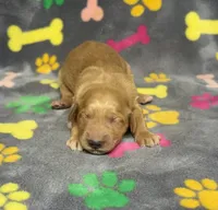 Dixie Girl 2, a female Goldendoodle for sale in Bristol, SD – Photo 3 of 4