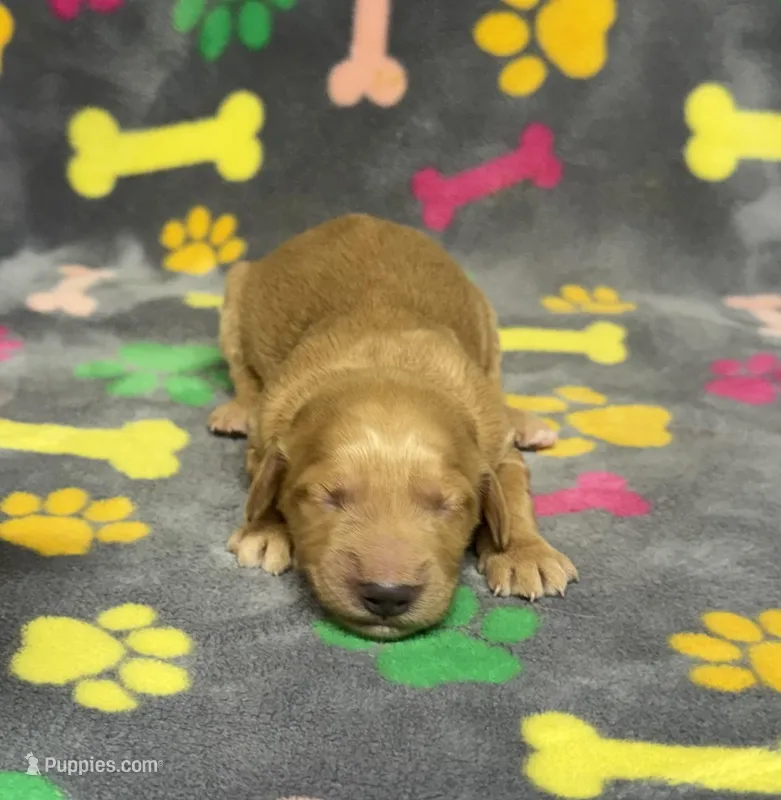 Dixie Girl 2 – Goldendoodle puppy for sale in Bristol, SD