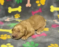 Dixie Girl 2, a female Goldendoodle for sale in Bristol, SD – Photo 2 of 4