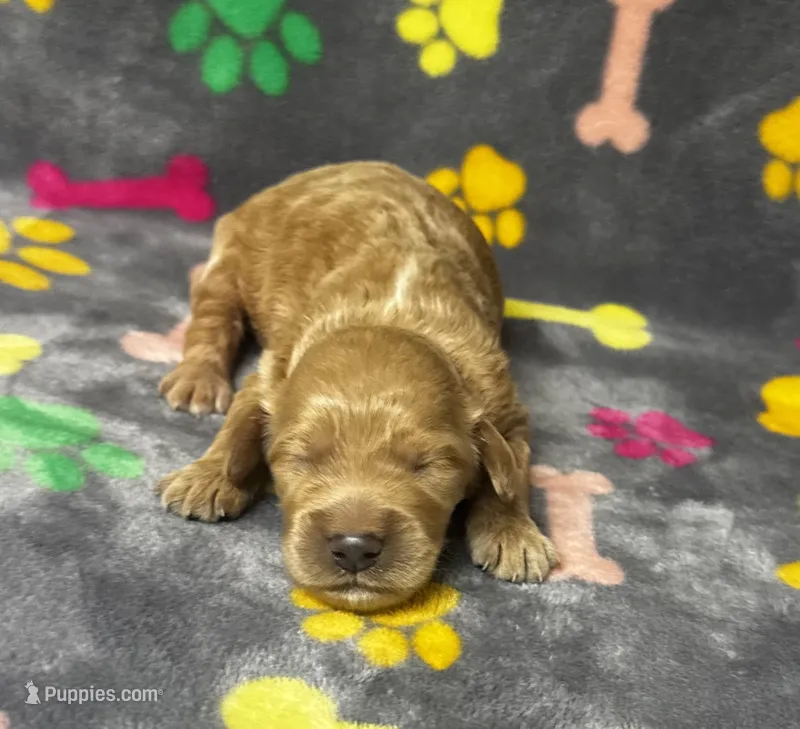 Kady Girl 2 – Goldendoodle puppy for sale in Bristol, SD
