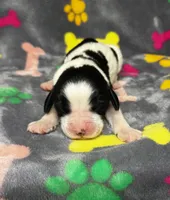 Rylee Boy 3, a male English Springer Spaniel for sale in Bristol, SD – 8 of 10