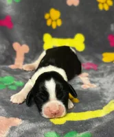 Rylee Boy 7, a male English Springer Spaniel for sale in Bristol, SD – 1 of 6