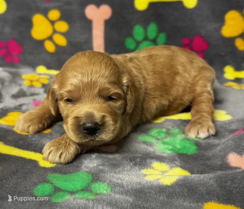 Kady Girl 2 – Goldendoodle puppy for sale in Bristol, SD