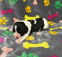 Rylee Boy 4, a male English Springer Spaniel for sale in Bristol, SD – 4 of 5