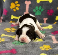 Finley Girl 2, a female English Springer Spaniel for sale in Bristol, SD – 5 of 7