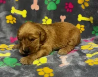 Willow Girl 2, a female Golden Retriever for sale in Bristol, SD – 3 of 5