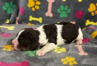Finley Boy 1, a male English Springer Spaniel for sale in Bristol, SD – 2 of 6