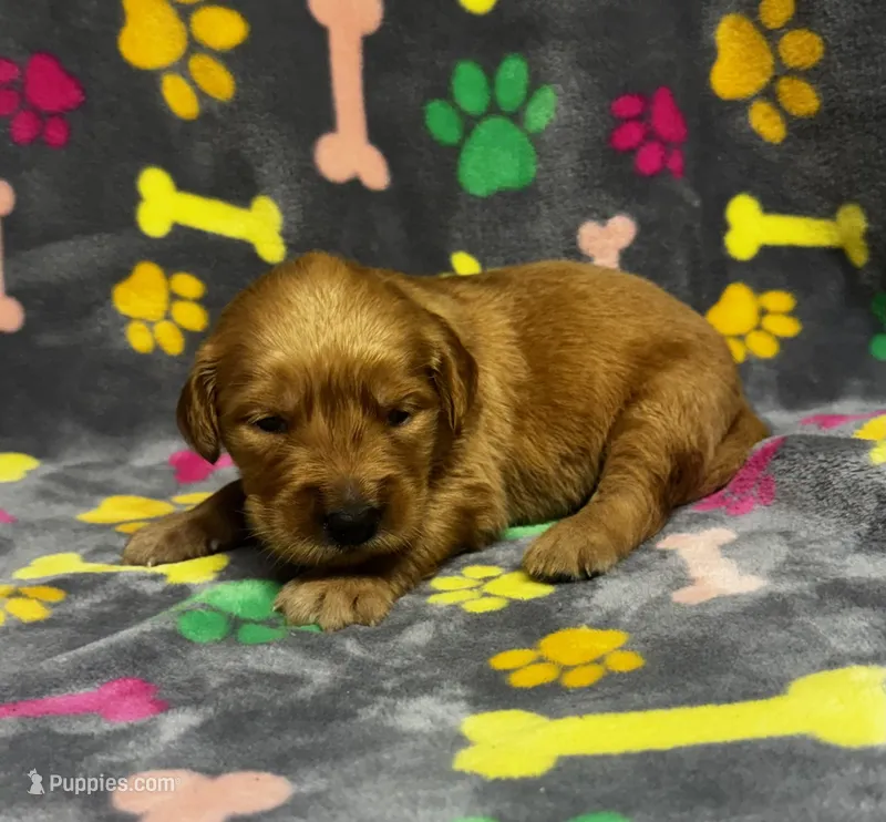 Willow Girl 2 – Golden Retriever puppy for sale in Bristol, SD