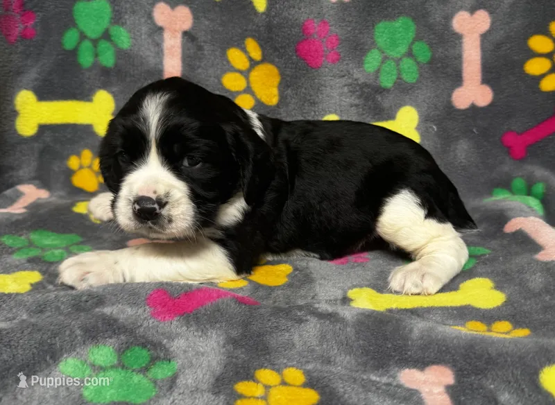Rylee Boy 8 – English Springer Spaniel puppy for sale in Bristol, SD