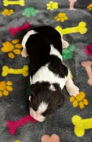 Finley Boy 1, a male English Springer Spaniel for sale in Bristol, SD – 6 of 6