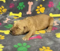 Oakley Boy 6, a male Golden Retriever for sale in Bristol, SD – Photo 3 of 6