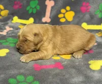 Oakley Boy 6, a male Golden Retriever for sale in Bristol, SD – Photo 6 of 6