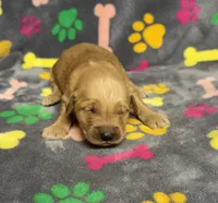 Oakley Boy 6, a male Golden Retriever for sale in Bristol, SD – Photo 2 of 6