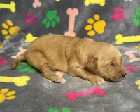 Oakley Boy 6, a male Golden Retriever for sale in Bristol, SD – Photo 5 of 6