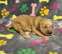 Oakley Boy 6, a male Golden Retriever for sale in Bristol, SD – Photo 4 of 6