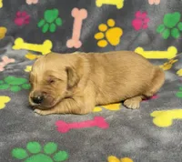 Oakley Boy 6, a male Golden Retriever for sale in Bristol, SD – Photo 1 of 6