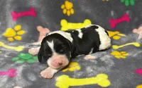 Rylee Boy 4, a male English Springer Spaniel for sale in Bristol, SD – 3 of 5