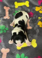 Rylee Boy 3, a male English Springer Spaniel for sale in Bristol, SD – 10 of 10