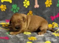 Oakley Boy 3, a male Golden Retriever for sale in Bristol, SD – 2 of 3