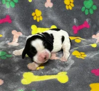 Rylee Boy 3, a male English Springer Spaniel for sale in Bristol, SD – 4 of 10