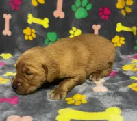 Willow Girl 1, a female Golden Retriever for sale in Bristol, SD – 3 of 5
