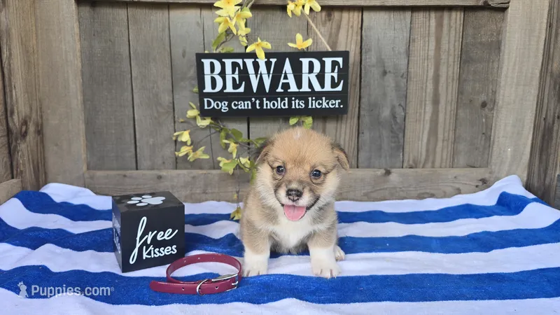 Mason – Pembroke Welsh Corgi puppy for sale in Union Grove, NC
