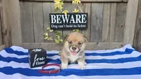 Mason, a male Pembroke Welsh Corgi for sale in Union Grove, NC – 1 of 3