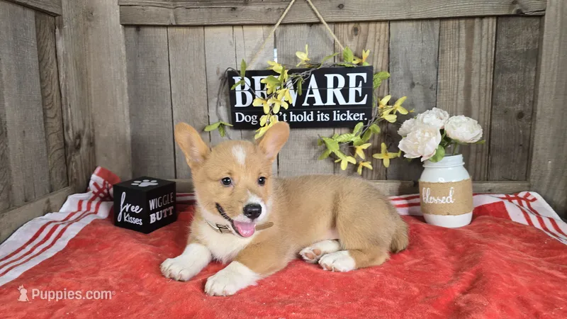 Mia – Pembroke Welsh Corgi puppy for sale in Union Grove, NC