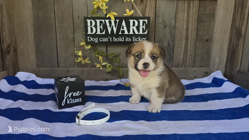 Miles – Pembroke Welsh Corgi puppy for sale in Union Grove, NC