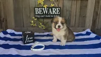 Miles, a male Pembroke Welsh Corgi for sale in Union Grove, NC – 1 of 3