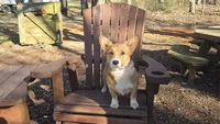 Mason, a male Pembroke Welsh Corgi for sale in Union Grove, NC – 2 of 3