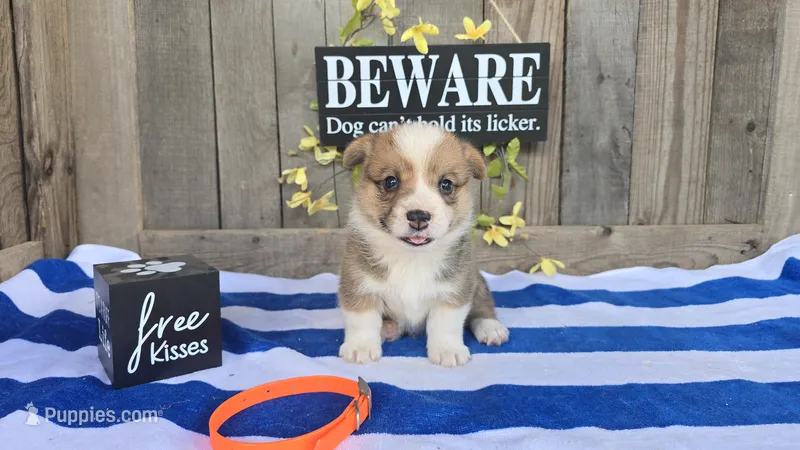 Maverick – Pembroke Welsh Corgi puppy for sale in Union Grove, NC