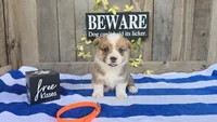Maverick, a male Pembroke Welsh Corgi for sale in Union Grove, NC – 1 of 3