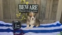 Macy, a female Pembroke Welsh Corgi for sale in Union Grove, NC – 1 of 3