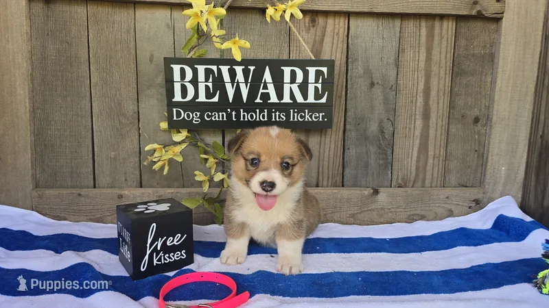 Marlie – Pembroke Welsh Corgi puppy for sale in Union Grove, NC