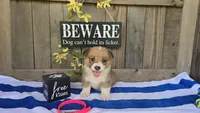 Marlie, a female Pembroke Welsh Corgi for sale in Union Grove, NC – 1 of 3